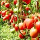 Чудо земли семена томата индет. среднего окр.-припл. 700-1000 гр. роз. (GL Seeds)