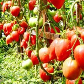 Чудо земли семена томата индет. среднего окр.-припл. 700-1000 гр. роз. (GL Seeds)