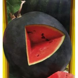 Тюльпан семена арбуза раннего окр(GL Seeds)