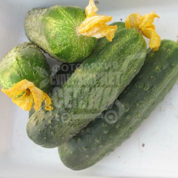 Огірок Аякс F1