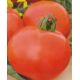 Титан семена томата дет. среднего 112-115 дн. окр.-припл. 90-150 гр. (GL Seeds)