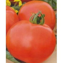 Титан семена томата дет. среднего 112-115 дн. окр.-припл. 90-150 гр. (GL Seeds)