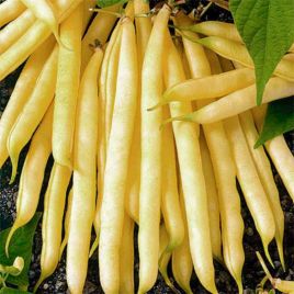 Сакса Золотая семена фасоли спаржевой ранней 15-18 см куст. желт. (GL Seeds)