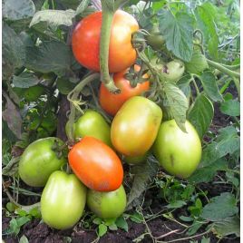 Карась семена томата дет. среднего окр.-удл. 100-160 гр. (GL Seeds)