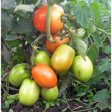 Карась насіння томату дет середнього окр-удл 100-160 гр (GL Seeds)