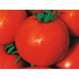 Факел семена томата дет. среднего 112-120 дн. окр. 70-100 гр. (GL Seeds)