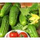 Козацький перекус F1 насіння огірка бджолозап раннього 9-11 см (GL Seeds)