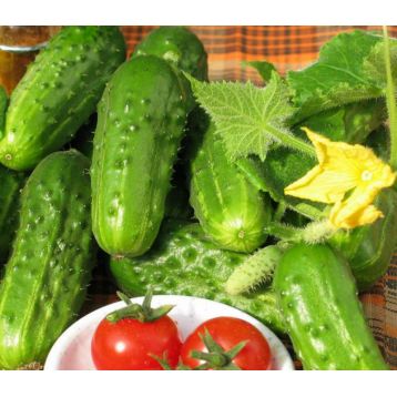Козацький перекус F1 насіння огірка бджолозап раннього 9-11 см (GL Seeds)