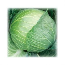 Княгиня семена капусты б/к поздней 125-130 дн. окр. 3,5-5,0 кг (GL Seeds)