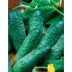 Одис F1 насіння огірка бджолозап середнього (GL Seeds)