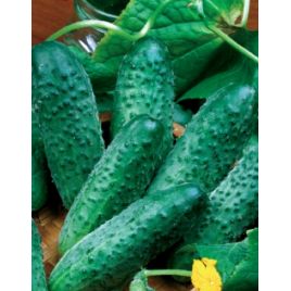 Одис F1 семена огурца пчелоопыл. среднего (GL Seeds)
