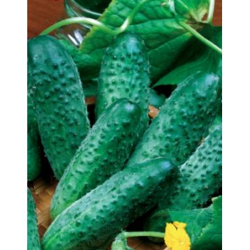 Одис F1 насіння огірка бджолозап середнього (GL Seeds)