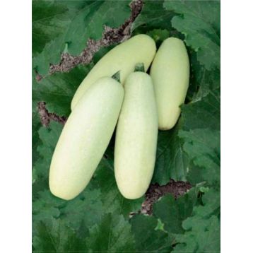 Ролик семена кабачка раннего цилиндр. (GL Seeds)