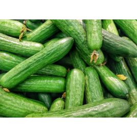 Прибыльный семена огурца пчелоопыл. среднего 50-54 дн. 12-14 см (GL Seeds)