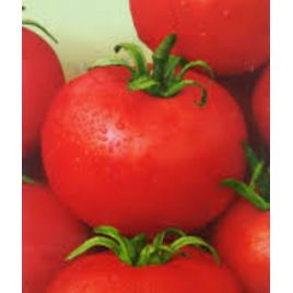 Агата семена томата дет. раннего 105-110 дн. окр. 80-110 гр. (GL Seeds)