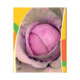 Гранат семена капусты к/к средней 125-130 дн. окр. 1,8-2,5 кг (GL Seeds)