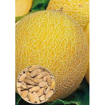 Козачка насіння дині середньої 70-85 дн окр 12-18 кг (GL Seeds)