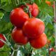 Персей семена томата дет. среднего 108-115 дн. окр.-припл. 130-180 гр. (GL Seeds)