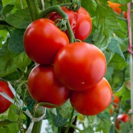 Персей семена томата дет. среднего 108-115 дн. окр.-припл. 130-180 гр. (GL Seeds)
