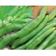 Оптион семена фасоли ранней 12-14 см куст. зел. (GL Seeds)