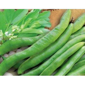 Оптион семена фасоли ранней 12-14 см куст. зел. (GL Seeds)