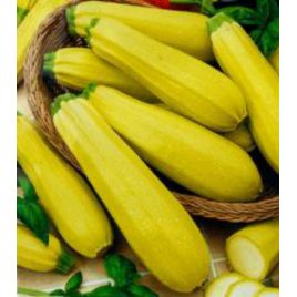 Якорь семена цуккини раннего цилиндр. желт. (GL Seeds)