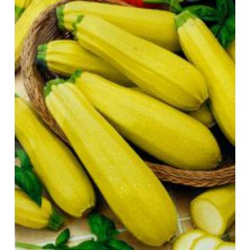 Якорь семена цуккини раннего цилиндр. желт. (GL Seeds)