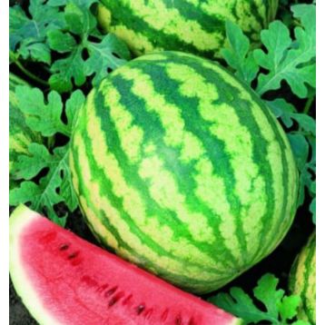 Фотон семена арбуза тип кр.св. раннего 4 кг овал. (GL Seeds)