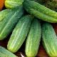 Водолій насіння огірка бдолозап раннього 45-60 дн 12-14 см (GL Seeds)