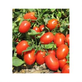 Утро семена томата дет. раннего окр. 70-100 гр. (GL Seeds)