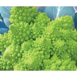 Наталино семена капусты тип Романеско поздней 115-120 дн. 0,8-1,0 кг зел. (GL Seeds)