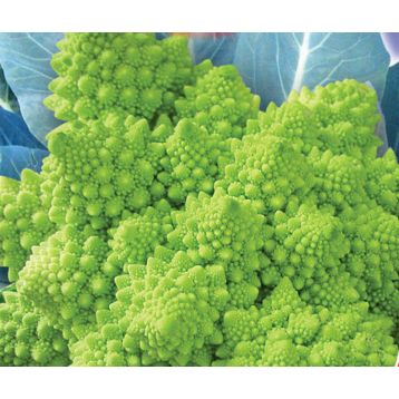Наталино семена капусты тип Романеско поздней 115-120 дн. 0,8-1,0 кг зел. (GL Seeds)