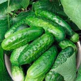 Любимчик семена огурца пчелоопыл. раннего 35-37 дн. 10-11 см (GL Seeds)