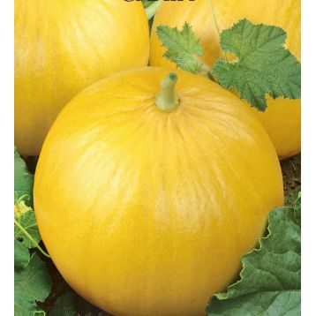 Злата насіння дині середньої 75-90 дн окр 15-26 кг желт (GL Seeds)