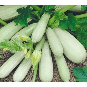 Кустовой семена кабачка раннего 36-45дн 350-600гр окр. св.-зел. (Семена Украины)