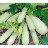 Кустовой семена кабачка раннего 36-45дн 350-600гр окр. св.-зел. (Семена Украины)