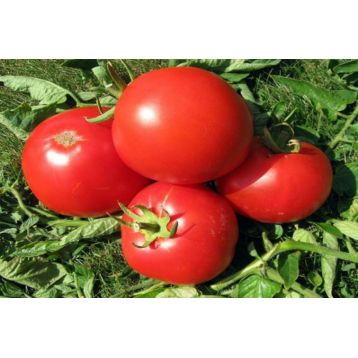 Атлантида семена томата индет среднего окр-припл 350-400 гр (GL Seeds)