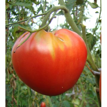 Гулливер семена томата индет среднего окр 400-600 гр (GL Seeds)