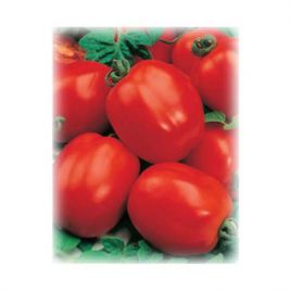 Коррида семена томата дет. раннего 95-102 дн. слив. 85-90 гр. (GL Seeds)