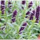 Аристократ семена иссопа (GL Seeds)