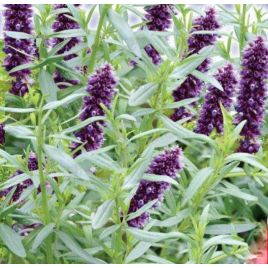 Аристократ семена иссопа (GL Seeds)