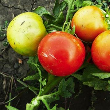 Бушмен семена томата дет. среднего окр. 100-120 гр. (GL Seeds)