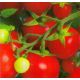 Кристмас грейпс семена томата дет. раннего 85-90 дн. окр. 50-60 гр. (GL Seeds)