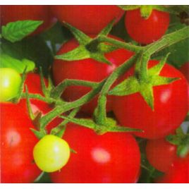 Кристмас грейпс семена томата дет. раннего 85-90 дн. окр. 50-60 гр. (GL Seeds)
