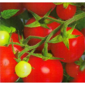 Кристмас грейпс семена томата дет. раннего 85-90 дн. окр. 50-60 гр. (GL Seeds)