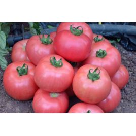 Розовая жемчужина семена томата дет. раннего окр. 120-150 гр. роз. (GL Seeds)
