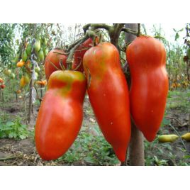 Алый Мустанг семена томата индет перц 200-250 гр роз (GL Seeds)