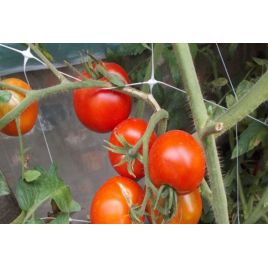 Дворцовый семена томата индет. раннего окр.-припл. до 600 гр. (GL Seeds)