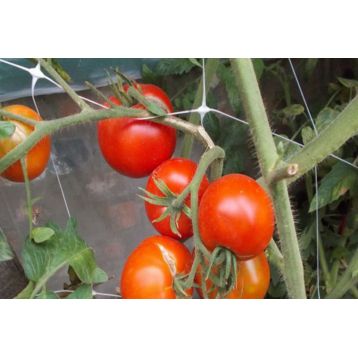 Дворцовый семена томата индет. раннего окр.-припл. до 600 гр. (GL Seeds)