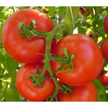 Красная стрела семена томата полудет. среднего слив. 150-200 гр. (GL Seeds)